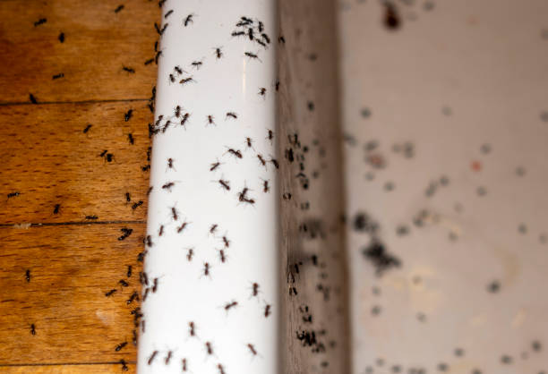 Best Bird Control  in Fredonia, WI