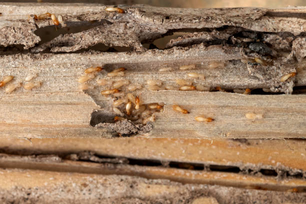 Best Affordable Pest Control Services  in Fredonia, WI